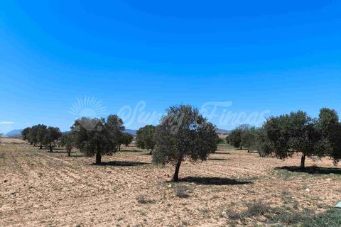 Helårsgrund i Yecla, Murcia, Yecla - € 26.500 | Ref: SF0526 - foto 1